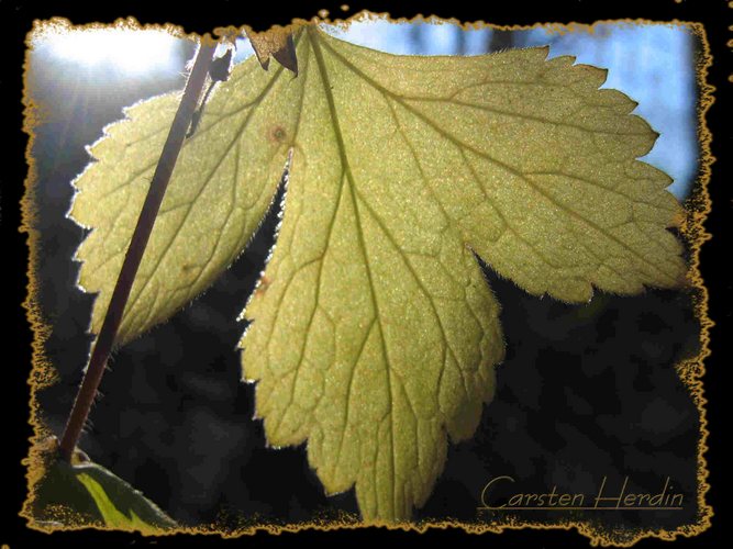 Herbstblatt im gegenlicht