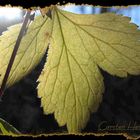 Herbstblatt im gegenlicht