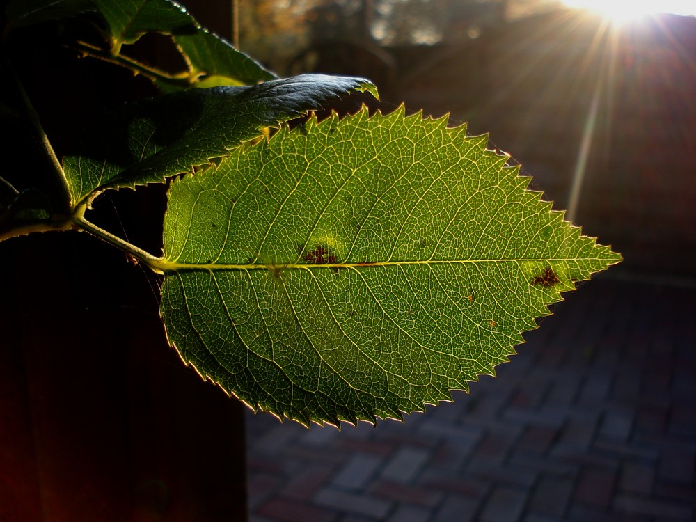 Herbstblatt im Gegenlicht