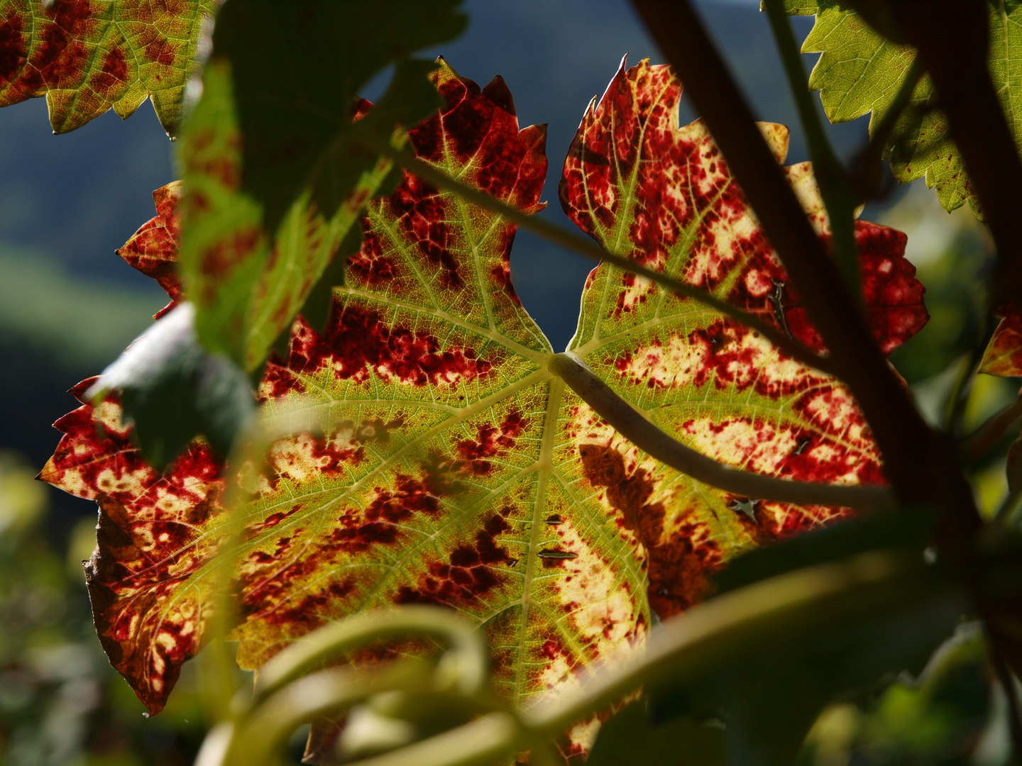 Herbstblatt im Gegenlicht