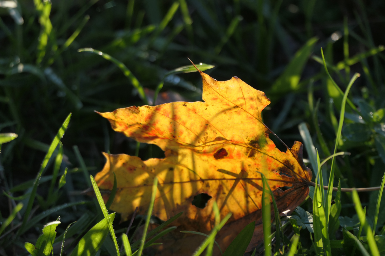 Herbstblatt im Gras