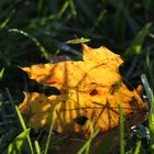 Herbstblatt im Gras