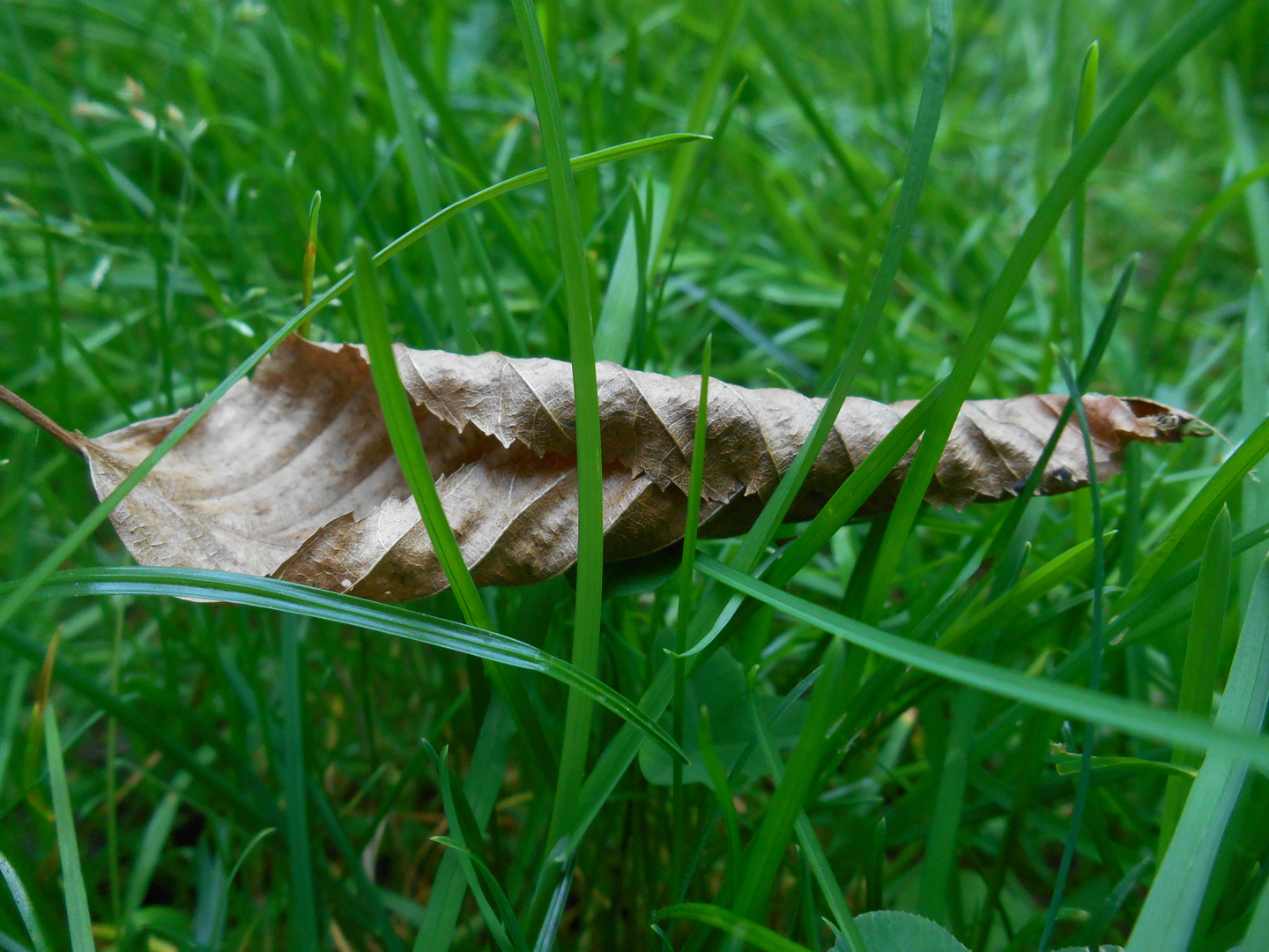 Herbstblatt im grünem Gras