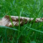 Herbstblatt im grünem Gras