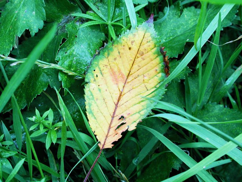 Herbstblatt im grünen Gras