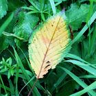 Herbstblatt im grünen Gras