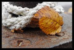 Herbstblatt im Hafen