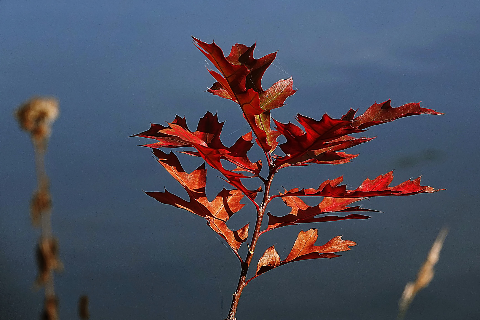 Herbstblatt im Licht