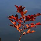 Herbstblatt im Licht