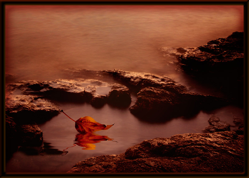 herbstblatt im meer