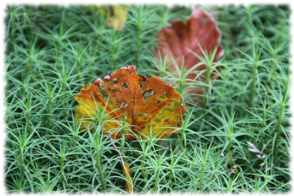 Herbstblatt im Mooswald