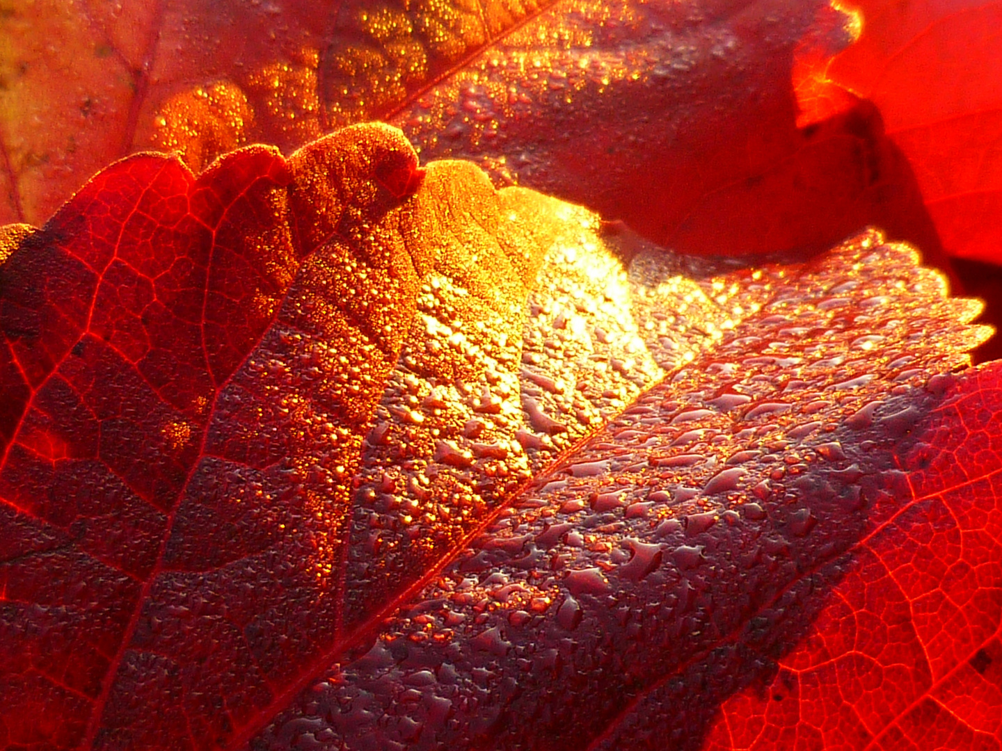 Herbstblatt im Morgenlicht