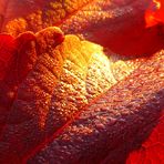 Herbstblatt im Morgenlicht