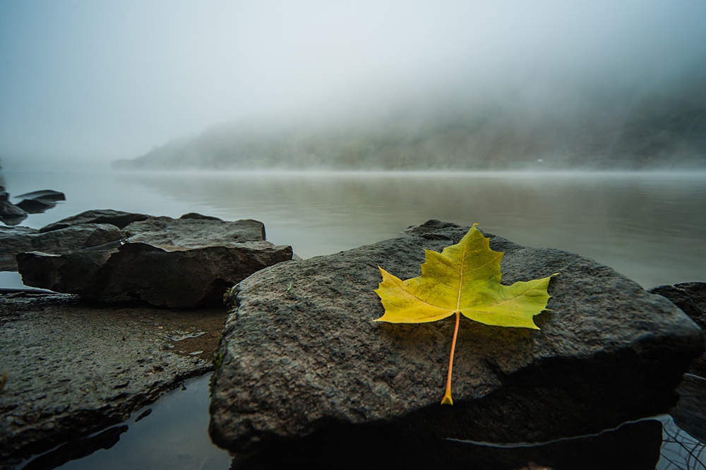 Herbstblatt im Morgennebel