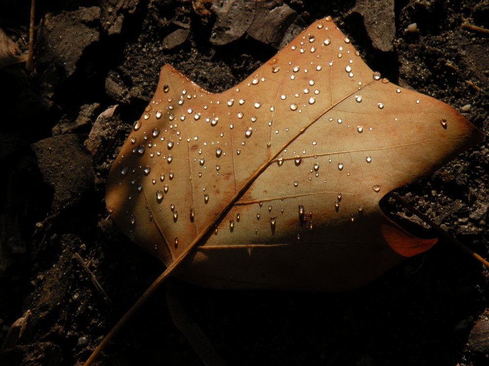 Herbstblatt im Morgentau