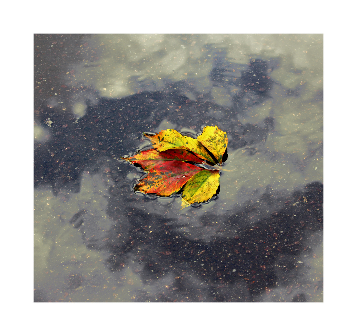 Herbstblatt im Pfützenbad