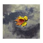 Herbstblatt im Pfützenbad