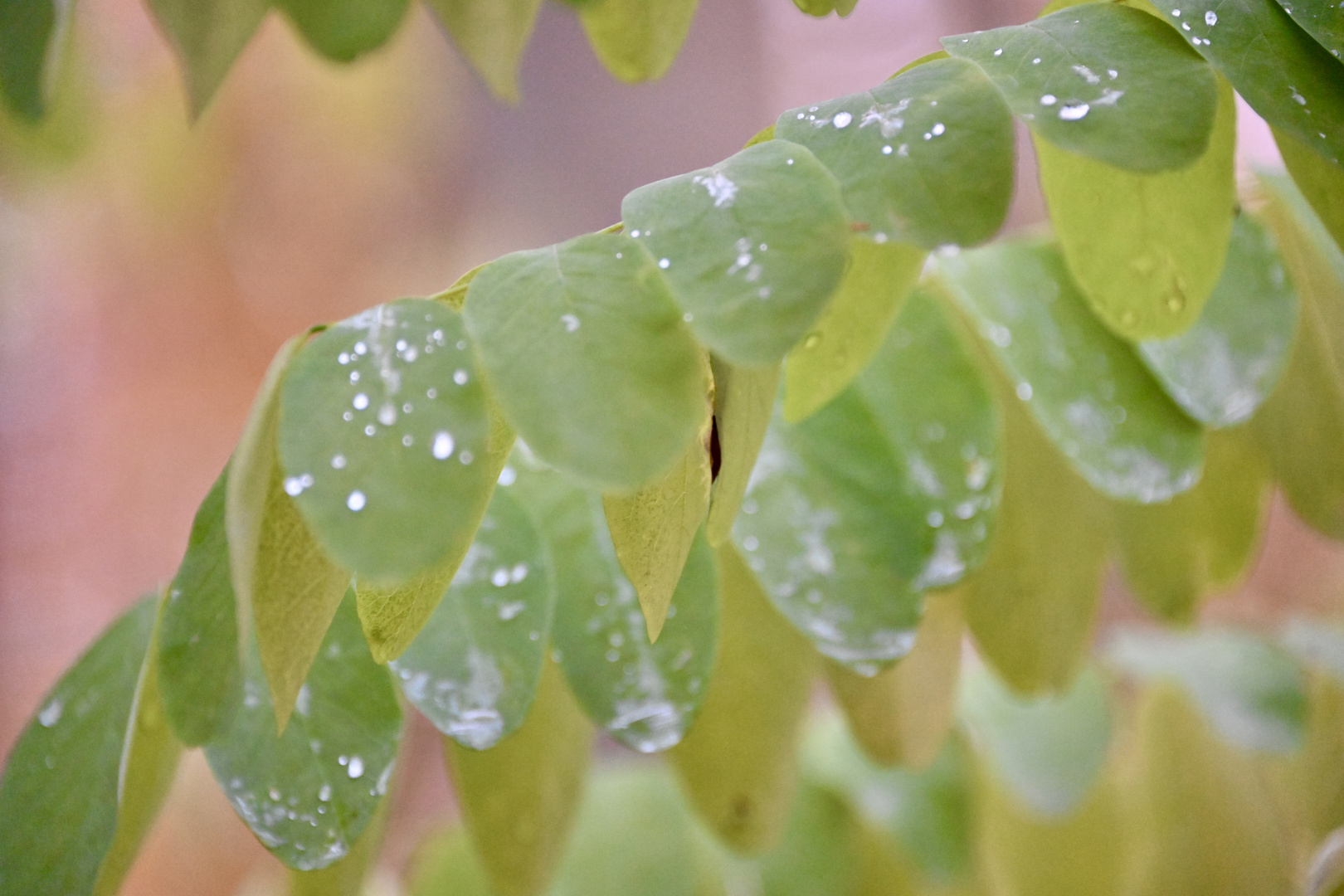 Herbstblatt im Regen