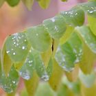 Herbstblatt im Regen