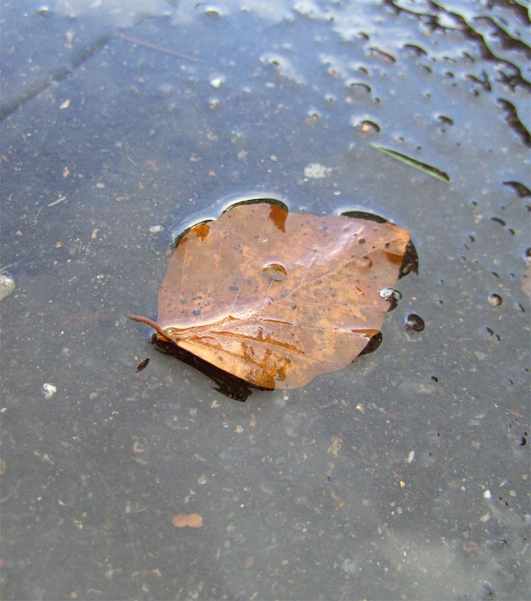 Herbstblatt im Regen