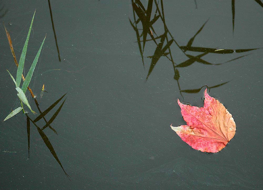 Herbstblatt im See