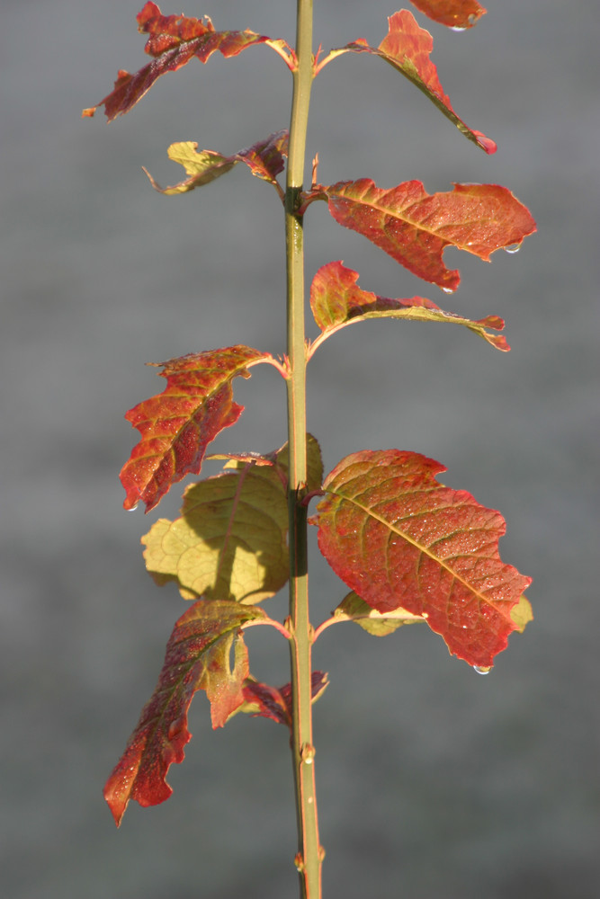 Herbstblatt im Sonnenlicht