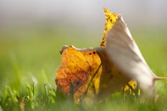 Herbstblatt im Sonnenschein