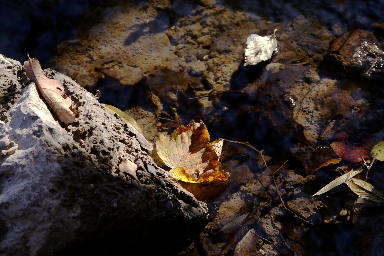 Herbstblatt im Sonnenstrahl