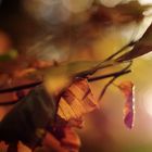 Herbstblatt im Streiflicht