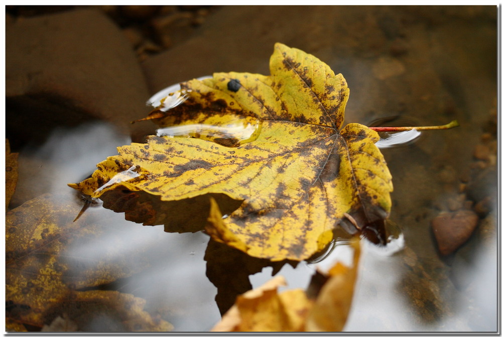 Herbstblatt im Strom der Zeit