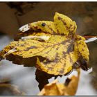 Herbstblatt im Strom der Zeit