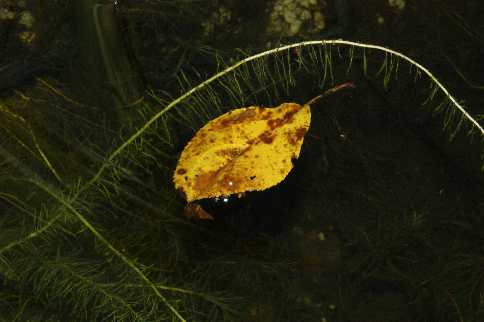 Herbstblatt im Teich