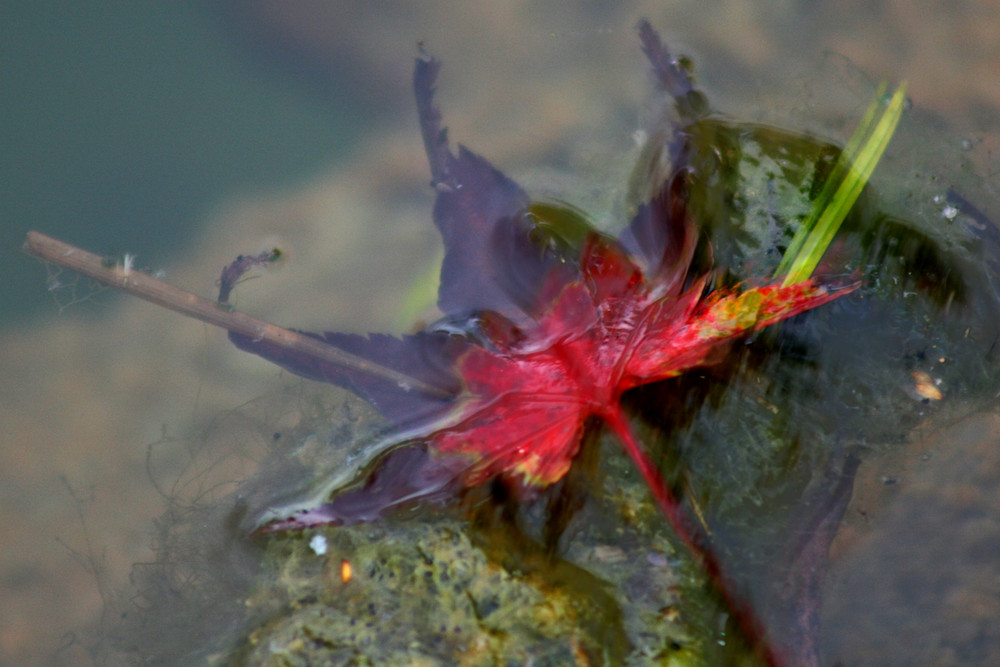 Herbstblatt im Teich