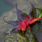 Herbstblatt im Teich