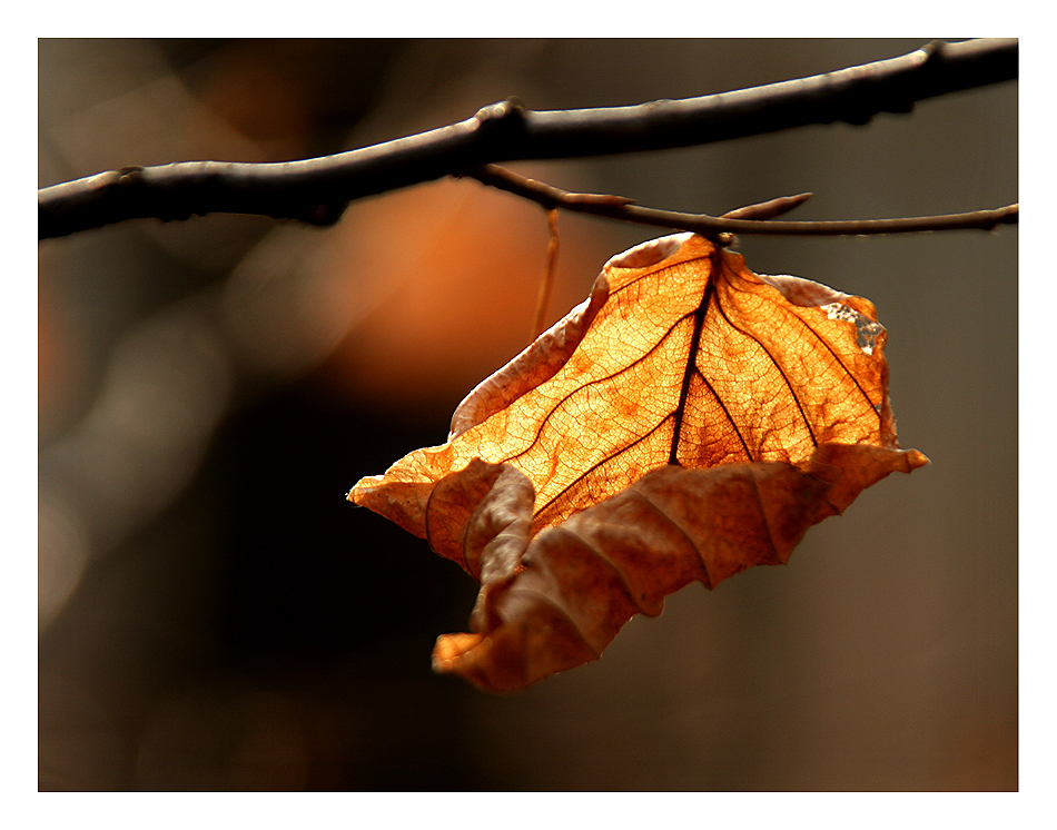 Herbstblatt im Vorfrühlingslicht