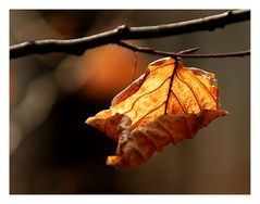 Herbstblatt im Vorfrühlingslicht