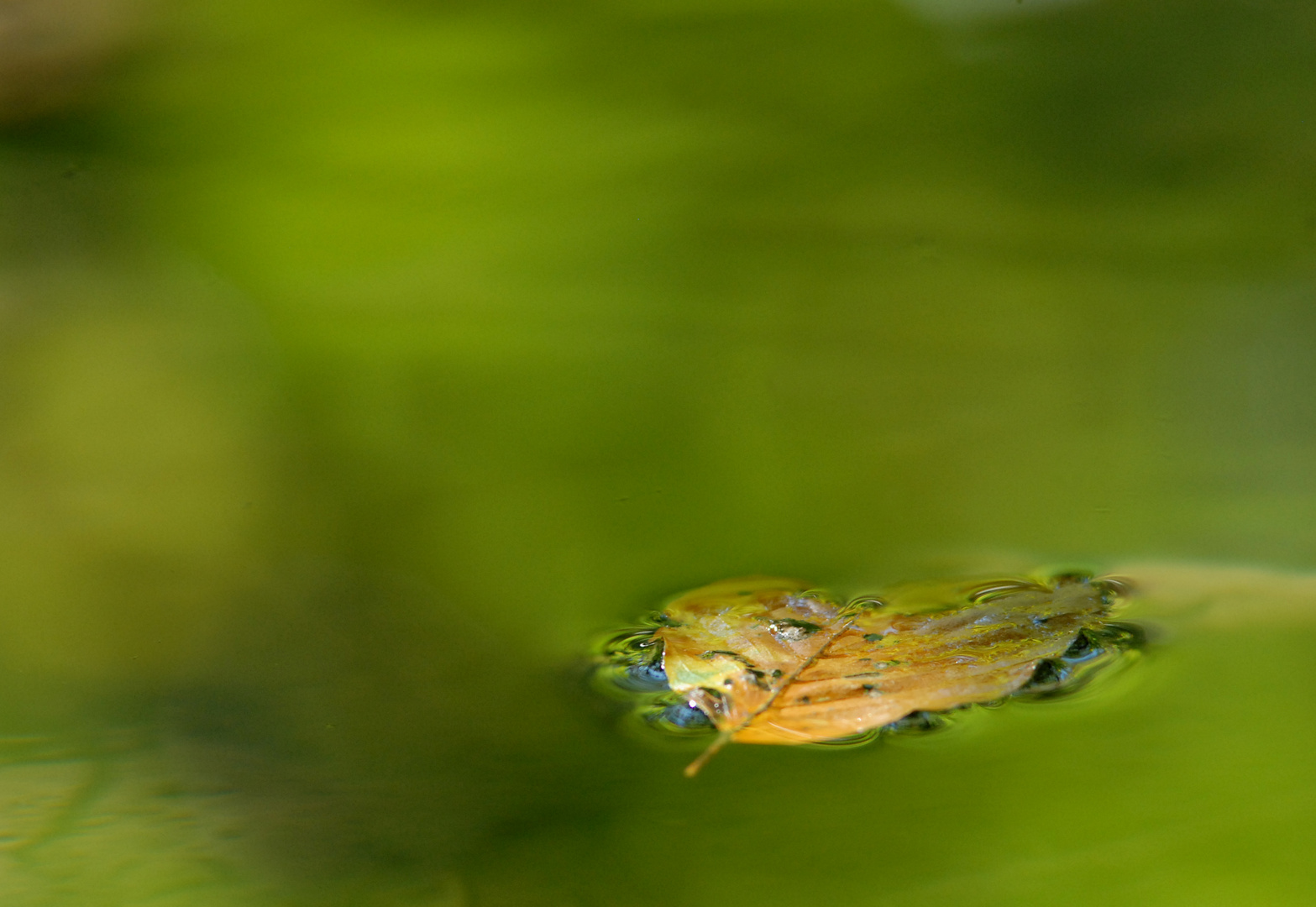 Herbstblatt im Wasser