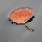 Herbstblatt im Wasser