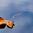 Herbstblatt im Wasser