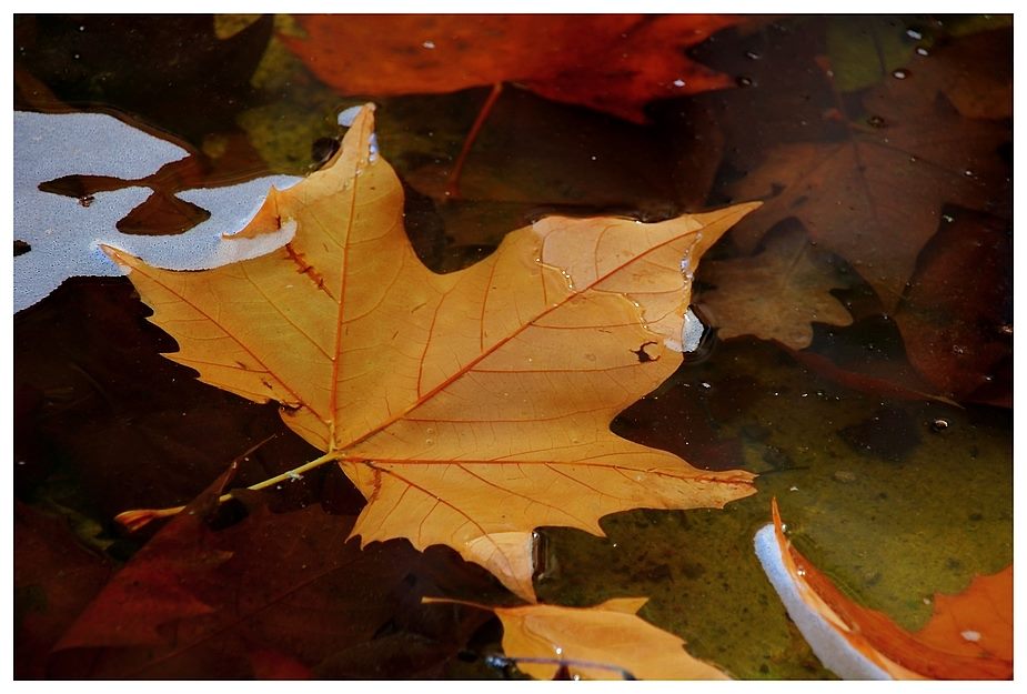 Herbstblatt im Wasser