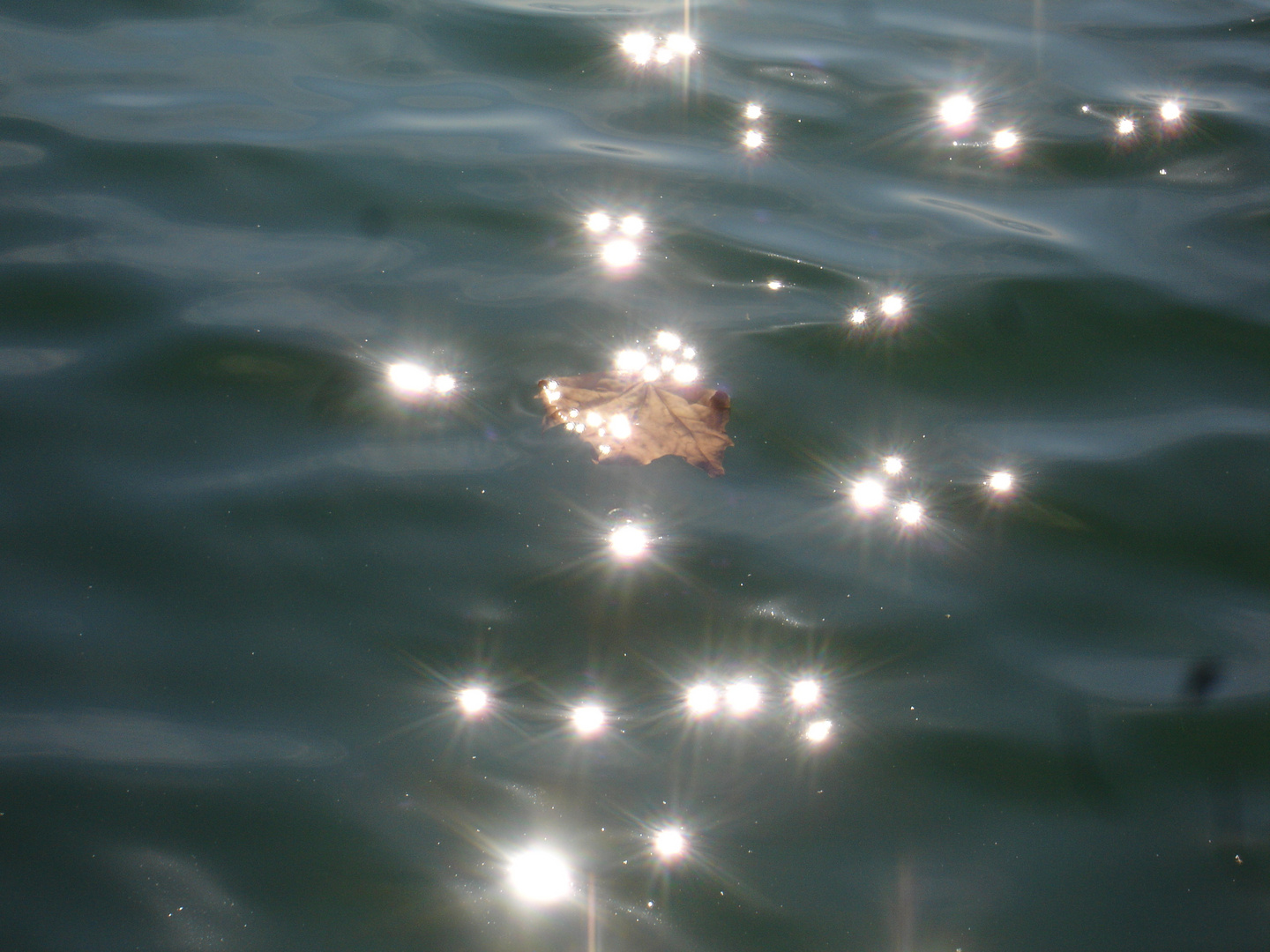 Herbstblatt im Wasser