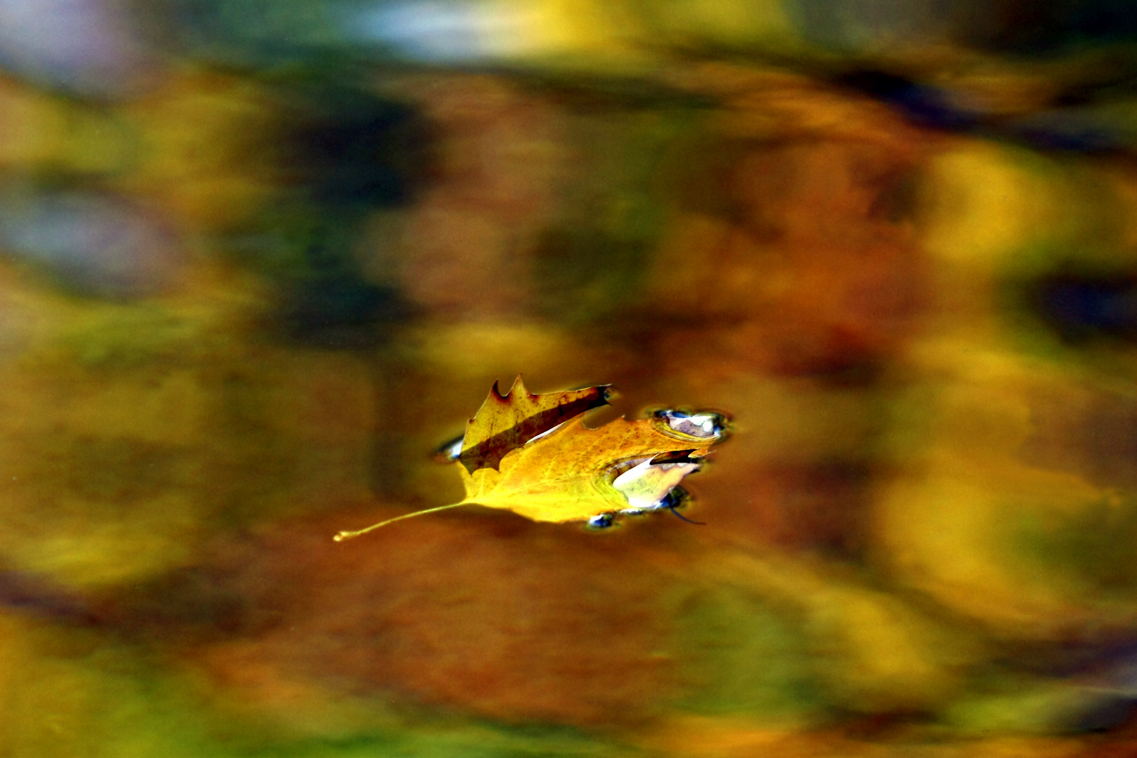 Herbstblatt im Wasser