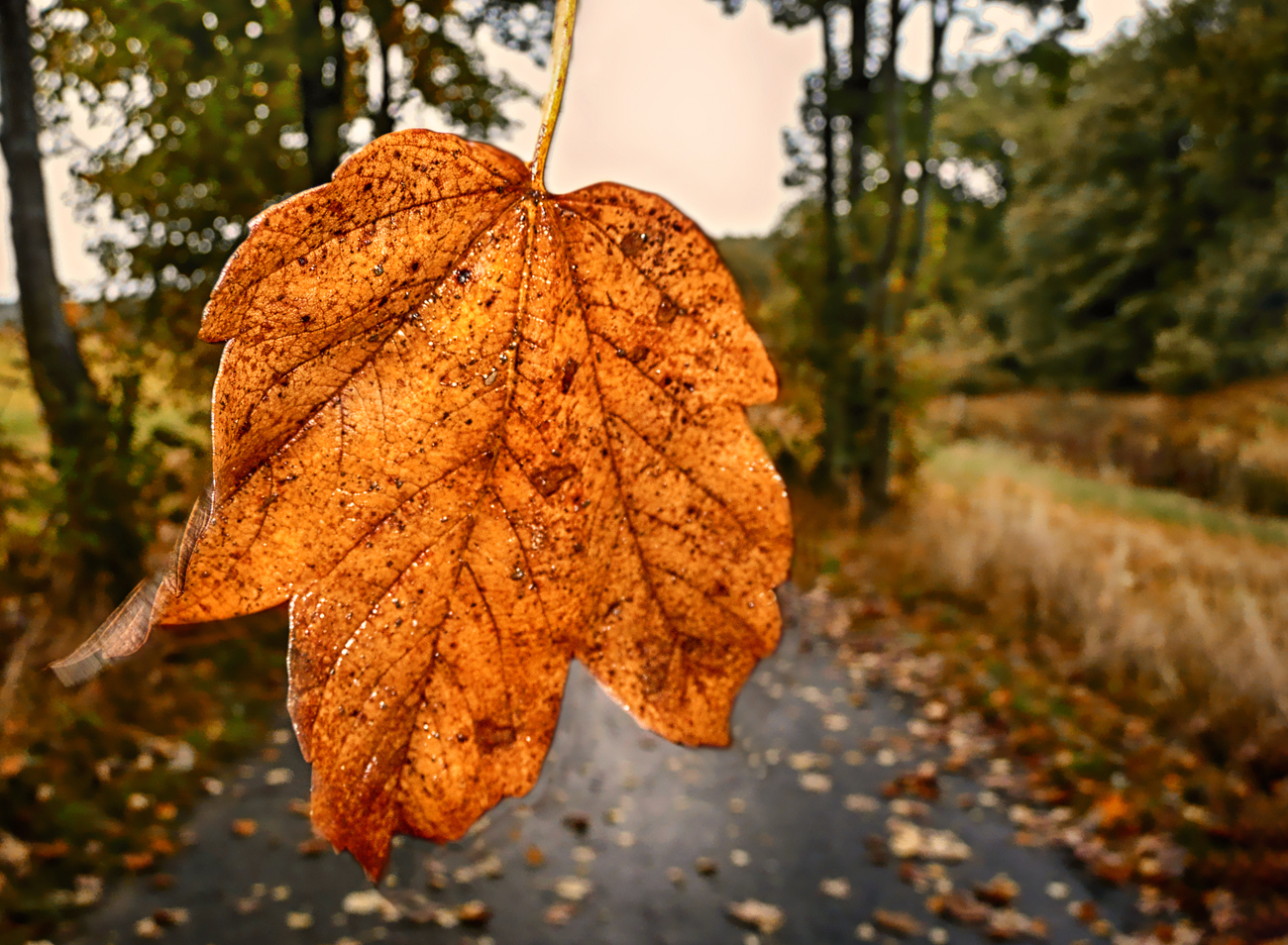 Herbstblatt im Wind