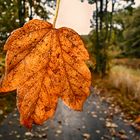 Herbstblatt im Wind