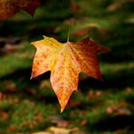 Herbstblatt im Wind