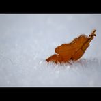 Herbstblatt im Winter