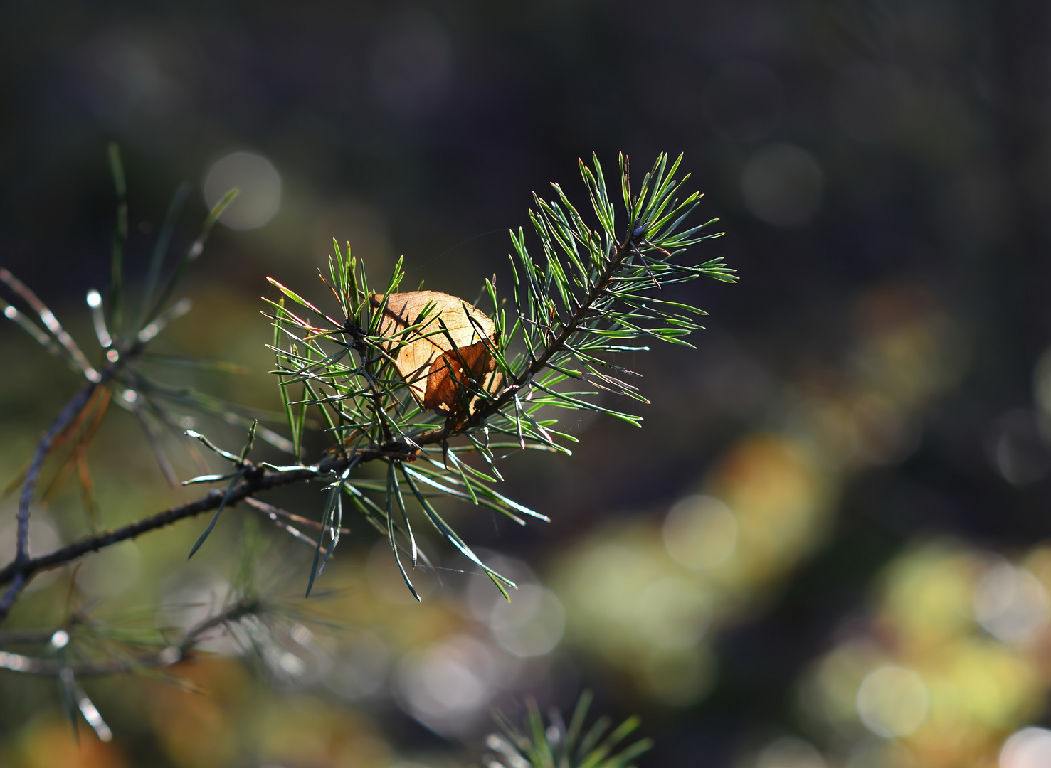 °Herbstblatt im Winterlicht°