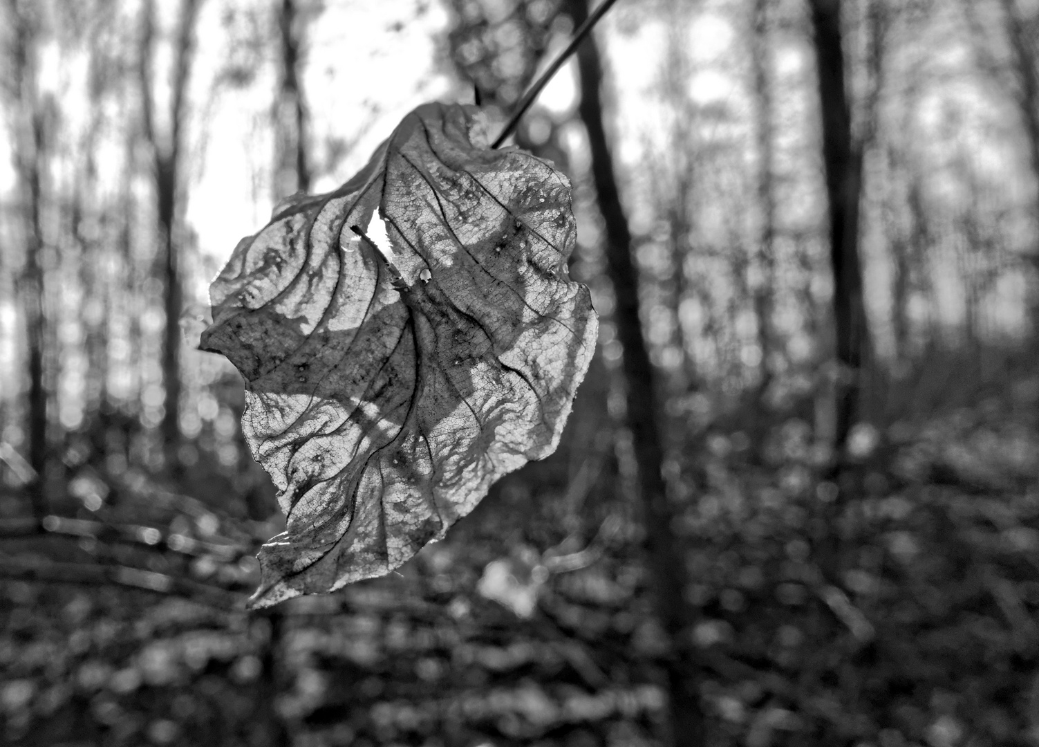 Herbstblatt im Winterwald