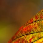 Herbstblatt-Impression