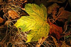 Herbstblatt in der Sonne